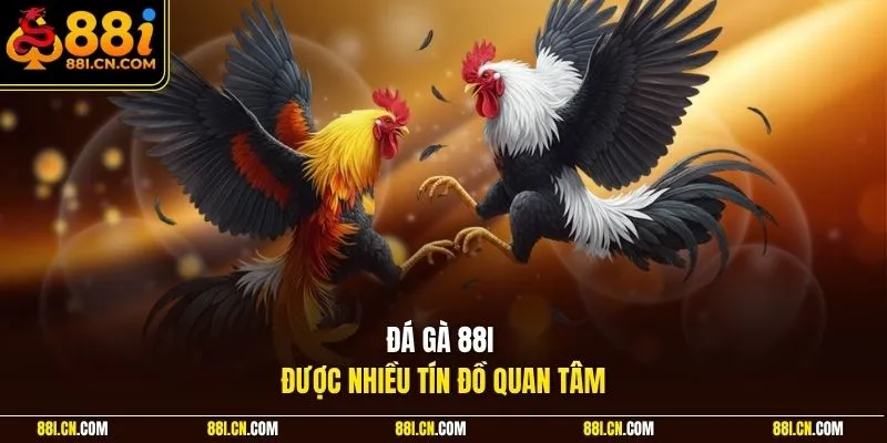 Đá gà 88I được nhiều tín đồ quan tâm